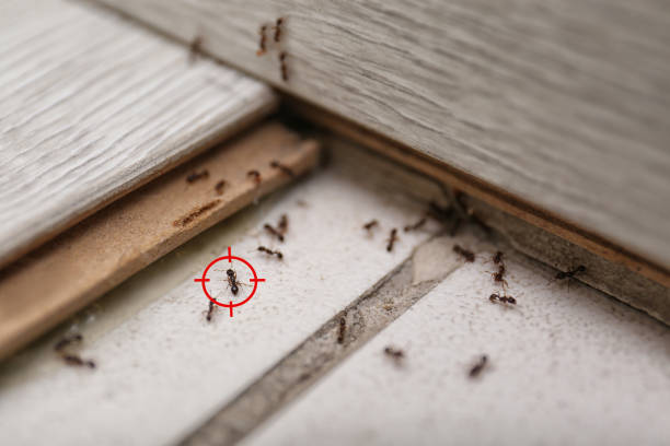 Best Best Pest Control Companies  in Dakota Ridge, CO