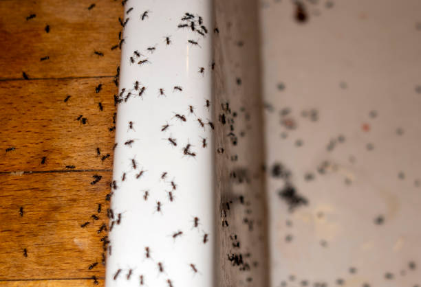 Best Ant Control Services  in Dakota Ridge, CO